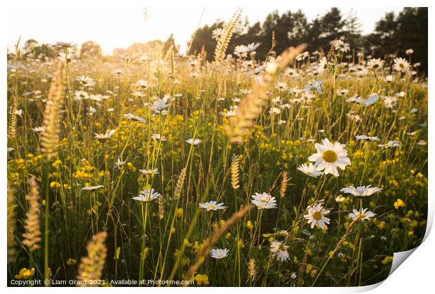 Oxeye Daisy (Leucanthemum vulgare) in a summer meadow of wild fl Print by Liam Grant