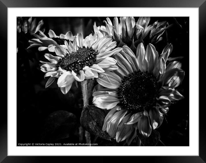 Monochrome Sunflowers Framed Mounted Print by Victoria Copley