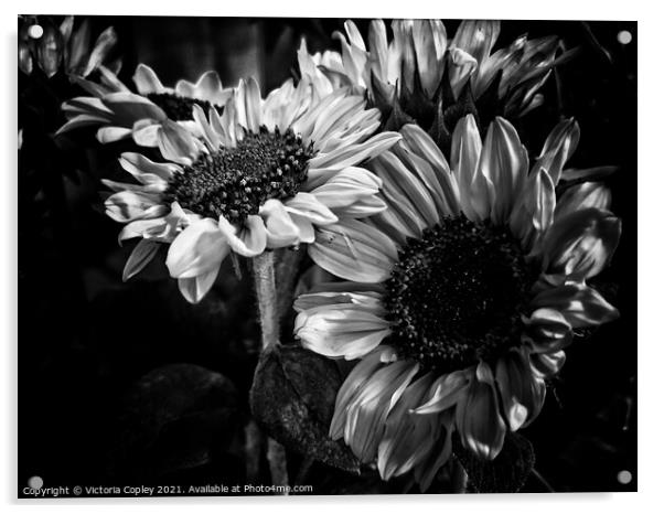 Monochrome Sunflowers Acrylic by Victoria Copley