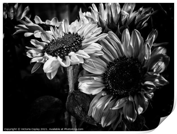 Monochrome Sunflowers Print by Victoria Copley