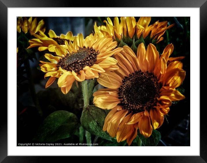 Sunflowers Framed Mounted Print by Victoria Copley