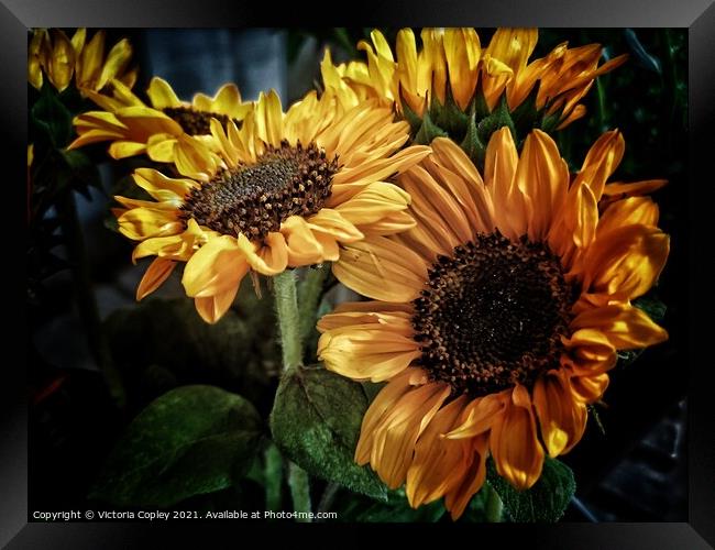Sunflowers Framed Print by Victoria Copley