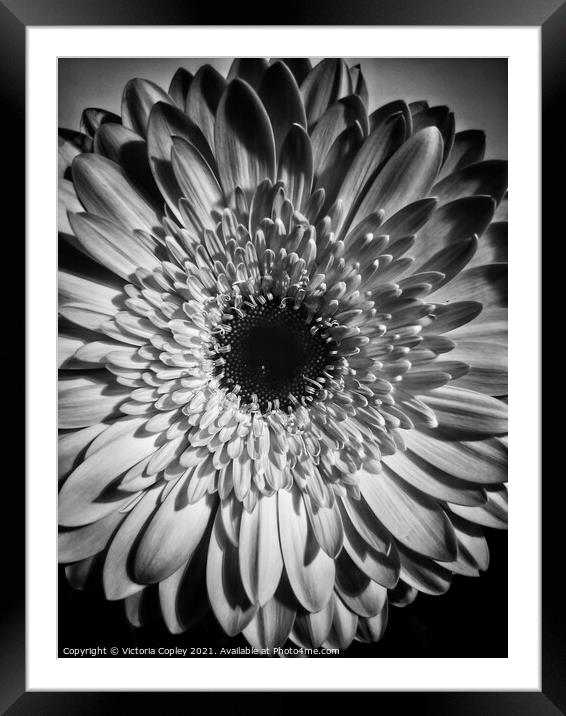 Gerbera in monochrome Framed Mounted Print by Victoria Copley