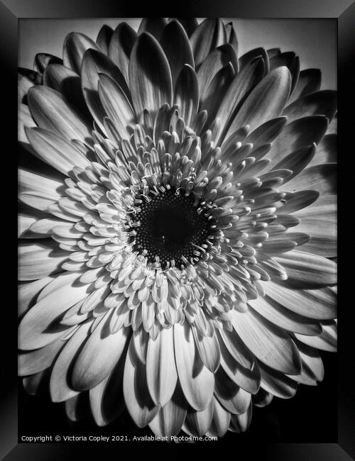 Gerbera in monochrome Framed Print by Victoria Copley