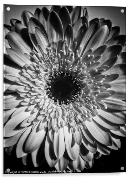 Gerbera in monochrome Acrylic by Victoria Copley