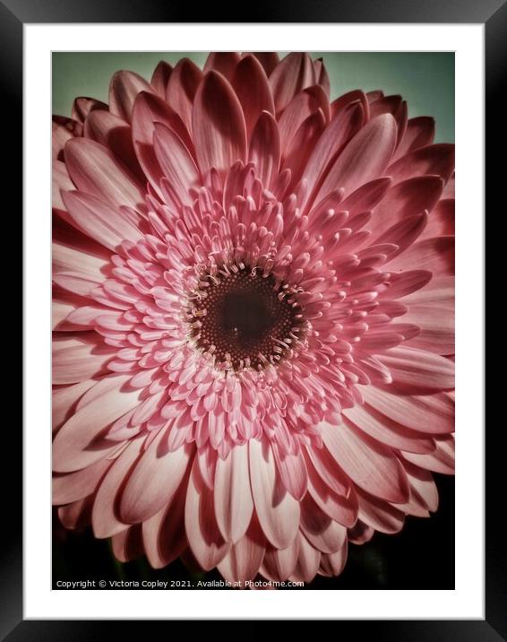 Pink Gerbera Framed Mounted Print by Victoria Copley