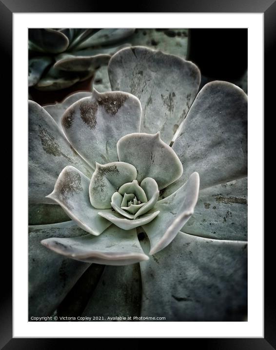 Aeonium succulent Framed Mounted Print by Victoria Copley