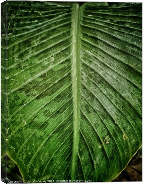 Green leaf Canvas Print by Victoria Copley