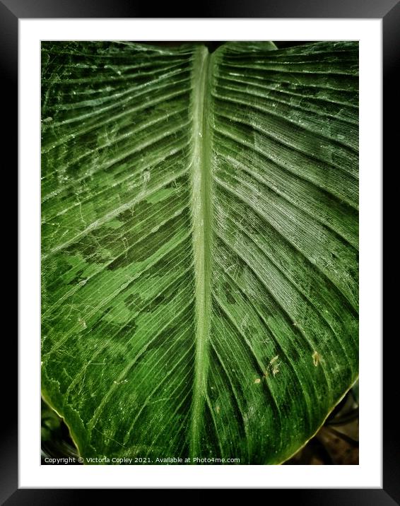 Green leaf Framed Mounted Print by Victoria Copley