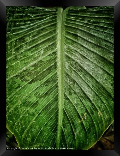 Green leaf Framed Print by Victoria Copley