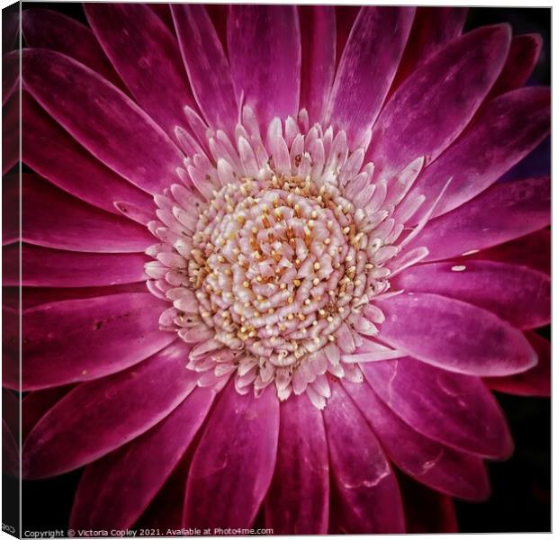 Pink flower Canvas Print by Victoria Copley