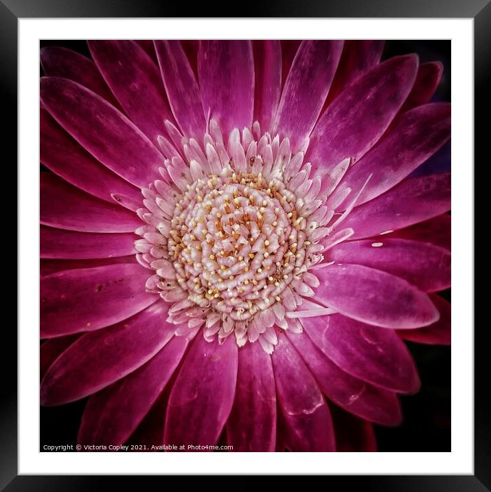 Pink flower Framed Mounted Print by Victoria Copley