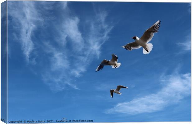 Sea gulls in the air Canvas Print by Paulina Sator