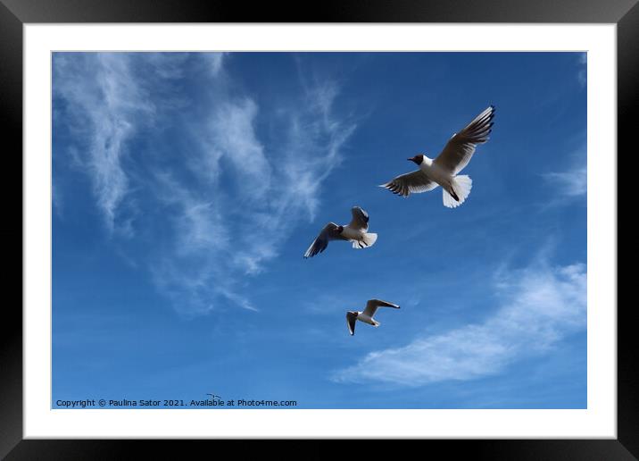Sea gulls in the air Framed Mounted Print by Paulina Sator