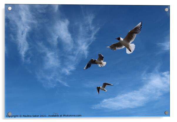 Sea gulls in the air Acrylic by Paulina Sator