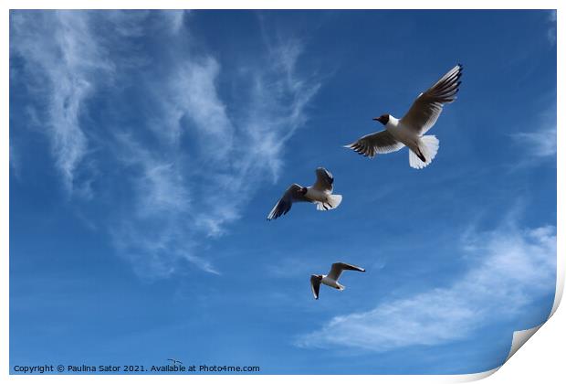 Sea gulls in the air Print by Paulina Sator