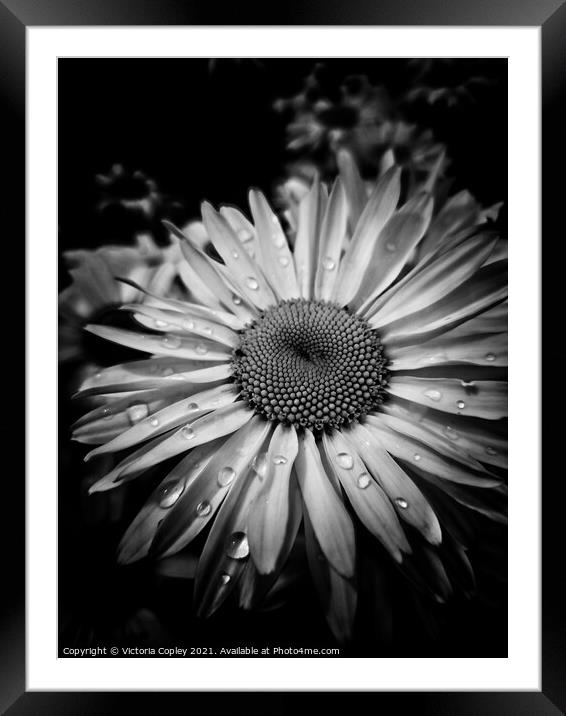 Monochrome daisy Framed Mounted Print by Victoria Copley
