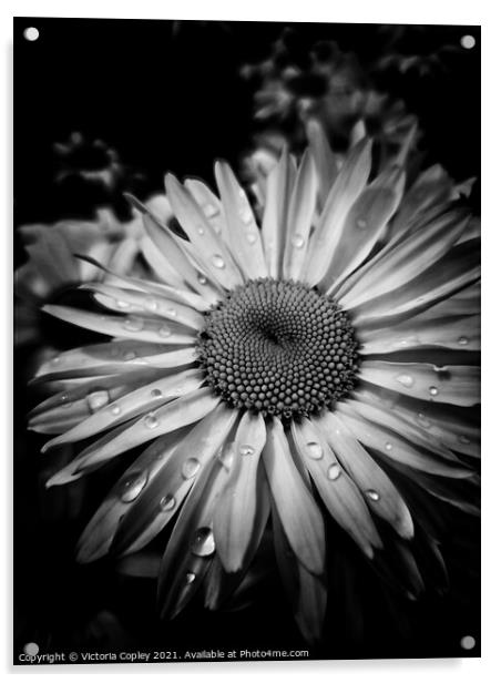 Monochrome daisy Acrylic by Victoria Copley