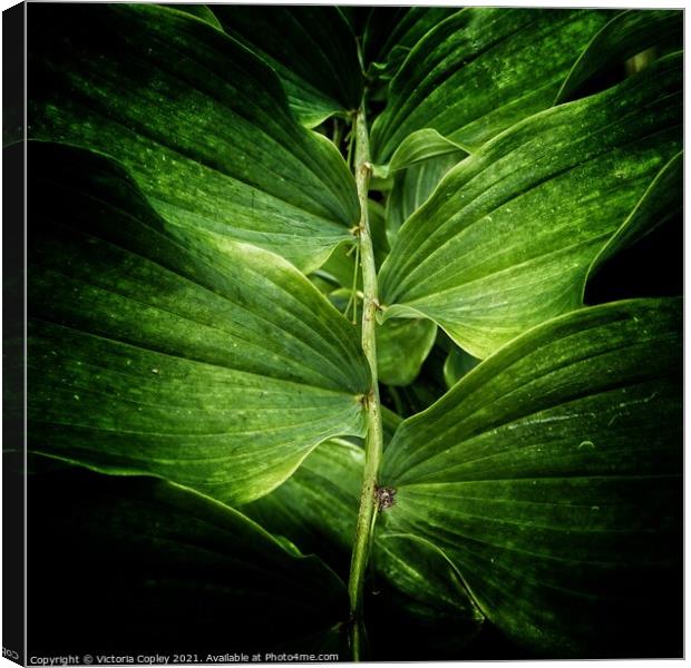 Plant leaves Canvas Print by Victoria Copley