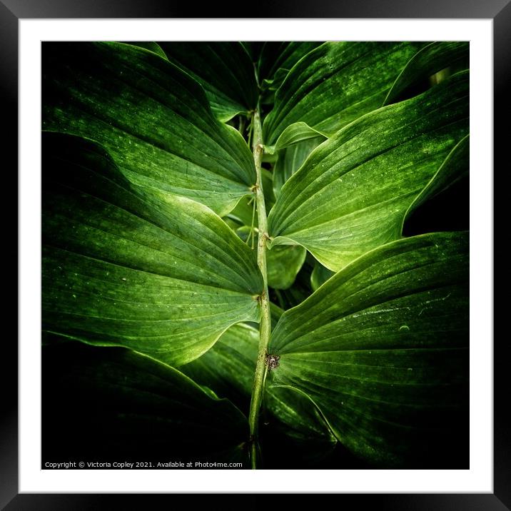 Plant leaves Framed Mounted Print by Victoria Copley