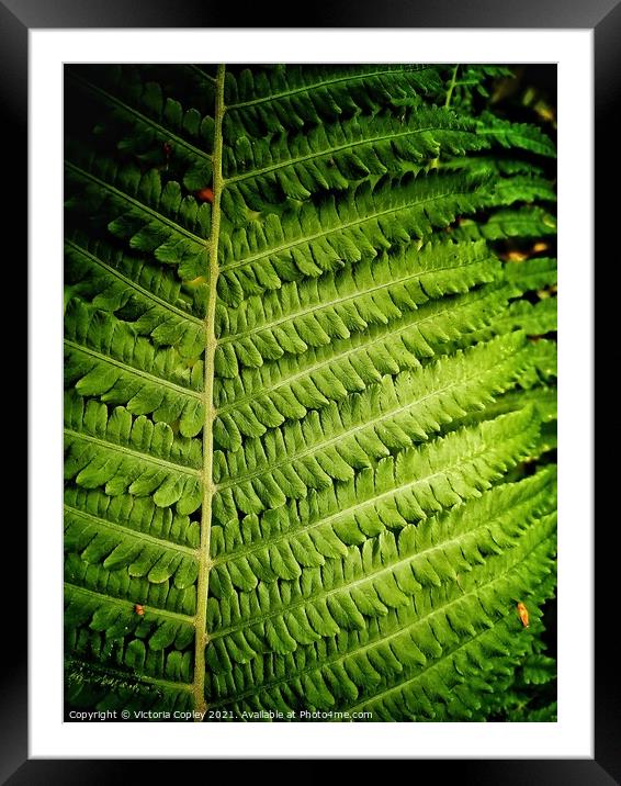 Fern Framed Mounted Print by Victoria Copley