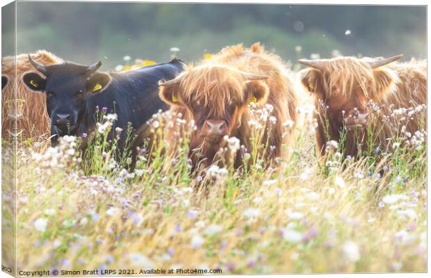 Highland cows face on in flower field Canvas Print by Simon Bratt LRPS