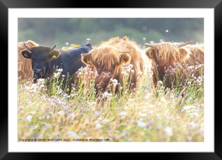 Highland cows face on in flower field Framed Mounted Print by Simon Bratt LRPS
