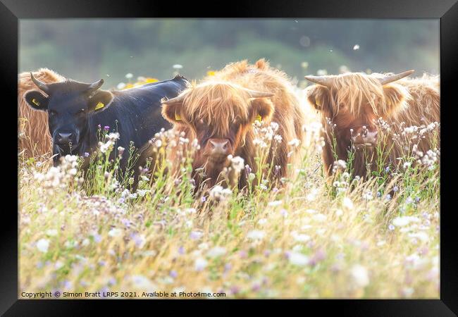 Highland cows face on in flower field Framed Print by Simon Bratt LRPS