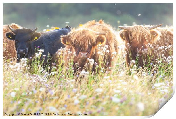 Highland cows face on in flower field Print by Simon Bratt LRPS