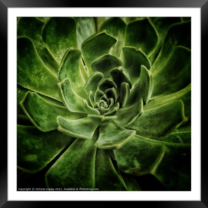 Abstract aeonium Framed Mounted Print by Victoria Copley