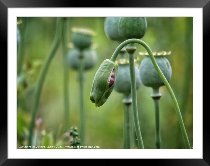 Emerging poppy Framed Mounted Print by Victoria Copley