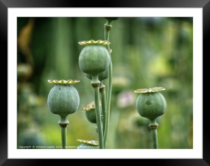 Poppy seed heads Framed Mounted Print by Victoria Copley