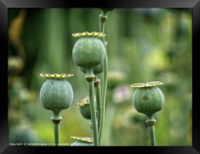 Poppy seed heads Framed Print by Victoria Copley