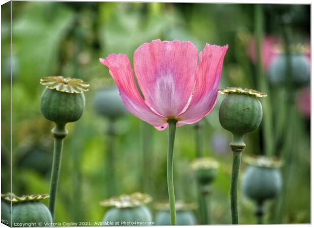 Pink poppy Canvas Print by Victoria Copley