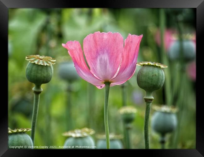 Pink poppy Framed Print by Victoria Copley