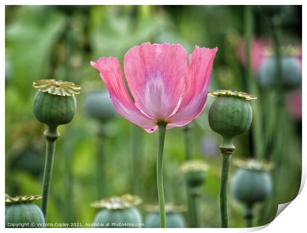 Pink poppy Print by Victoria Copley