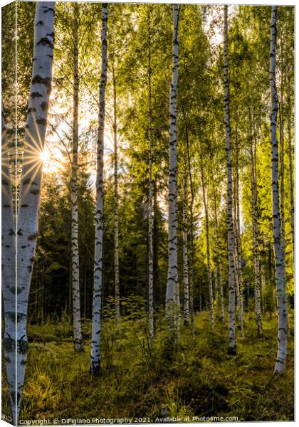 Birches Canvas Print by DiFigiano Photography