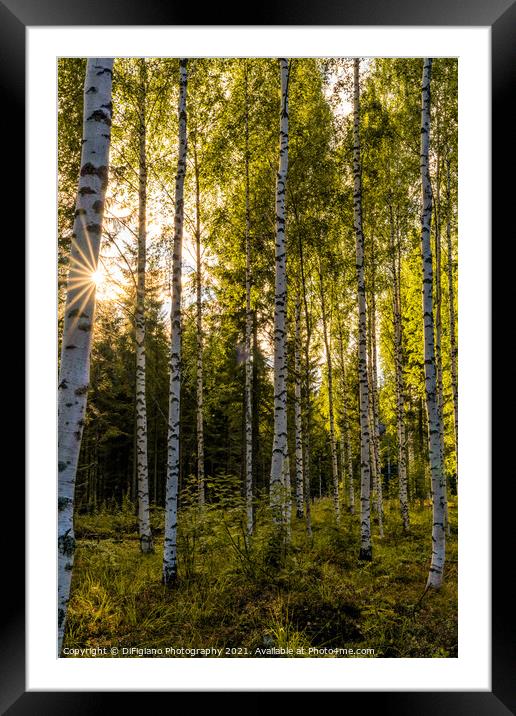 Birches Framed Mounted Print by DiFigiano Photography