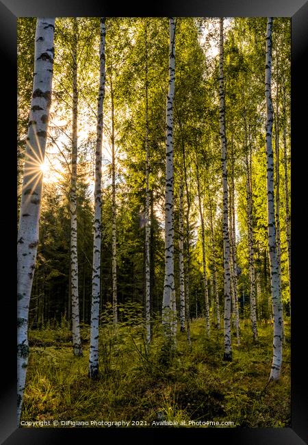 Birches Framed Print by DiFigiano Photography
