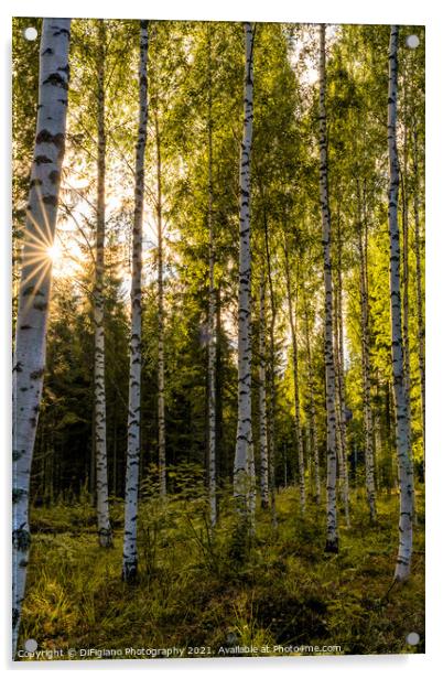 Birches Acrylic by DiFigiano Photography