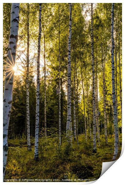 Birches Print by DiFigiano Photography