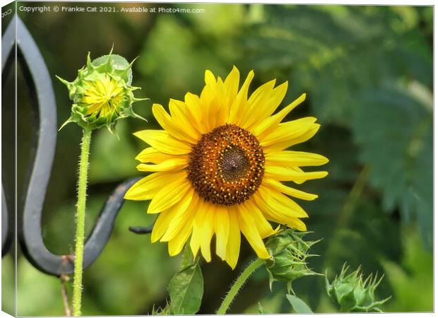 Sunflower Canvas Print by Frankie Cat