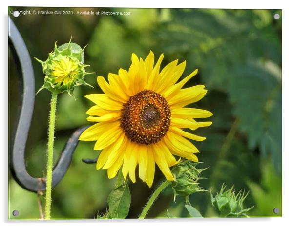 Sunflower Acrylic by Frankie Cat