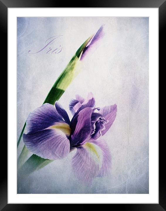 Spring Bloom Framed Mounted Print by Aj’s Images