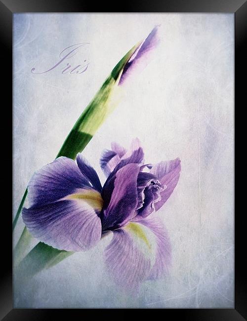 Spring Bloom Framed Print by Aj’s Images