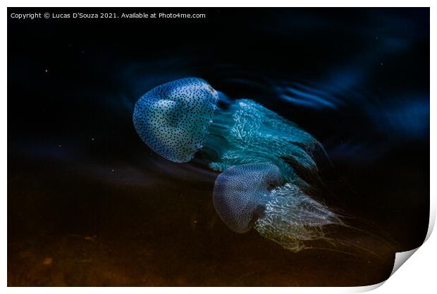 Fluorescent jelly fish  Print by Lucas D'Souza