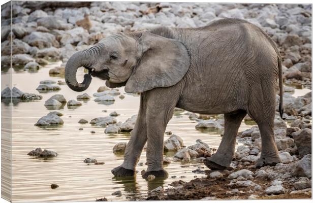 Young Male Elephant at the Waterhole Canvas Print by Belinda Greb
