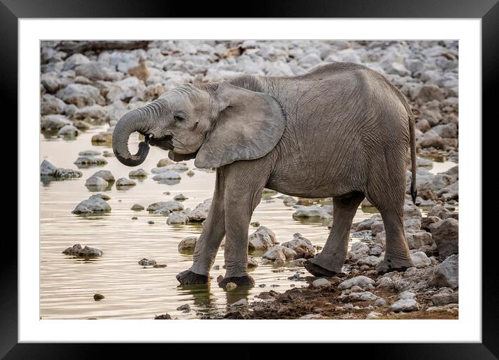 Young Male Elephant at the Waterhole Framed Mounted Print by Belinda Greb