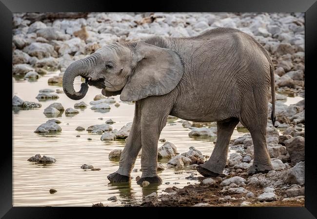 Young Male Elephant at the Waterhole Framed Print by Belinda Greb