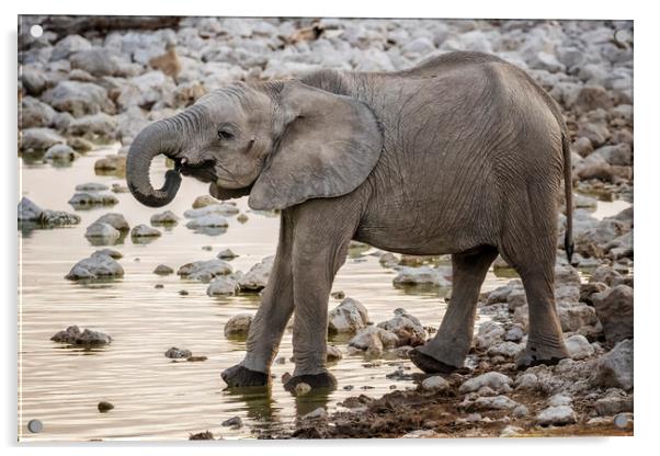 Young Male Elephant at the Waterhole Acrylic by Belinda Greb